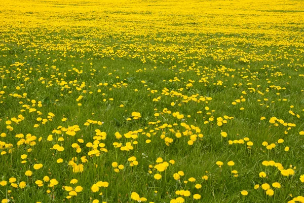 Spring meadow with blooming dandelion (Taraxacum) — Stock Photo, Image