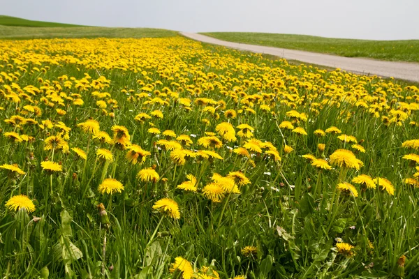 Wiosna łąka z kwitnących mniszek lekarski (Taraxacum) — Zdjęcie stockowe