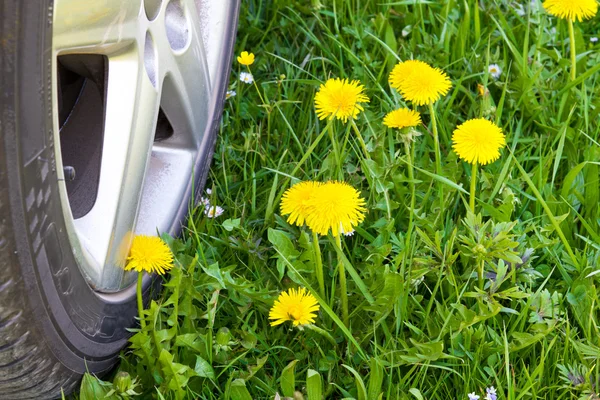 Car wheel crossing a spring meadow — Stock Photo, Image