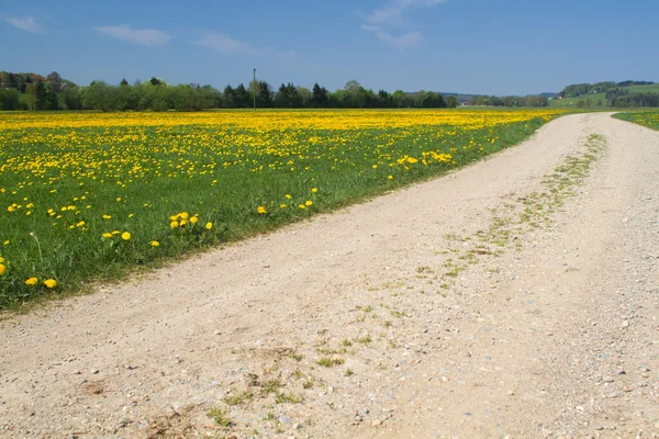 Spring meadow with country road — Stock Photo, Image