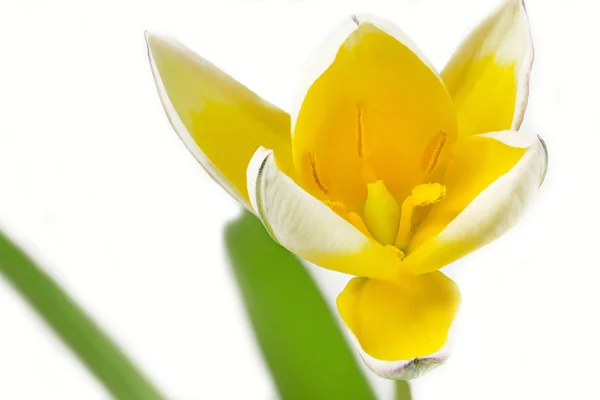 Diminutive Tulip (Tulipa tarda) — Stock Photo, Image