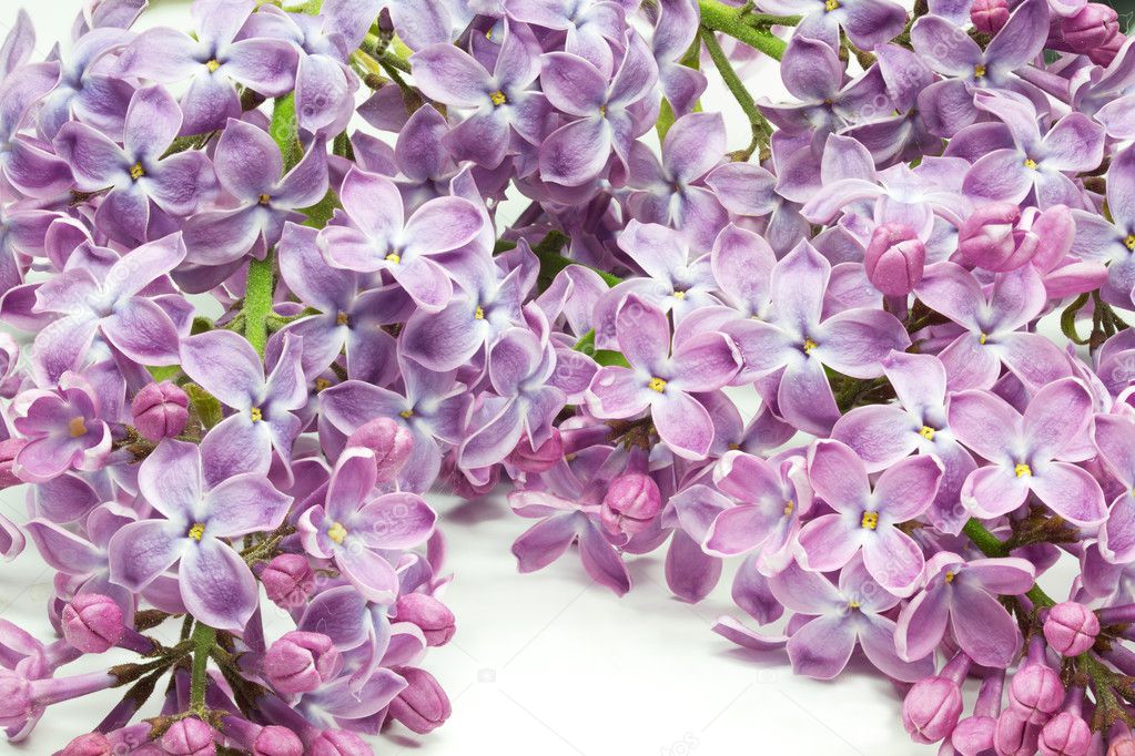 Lilac flowers closeup