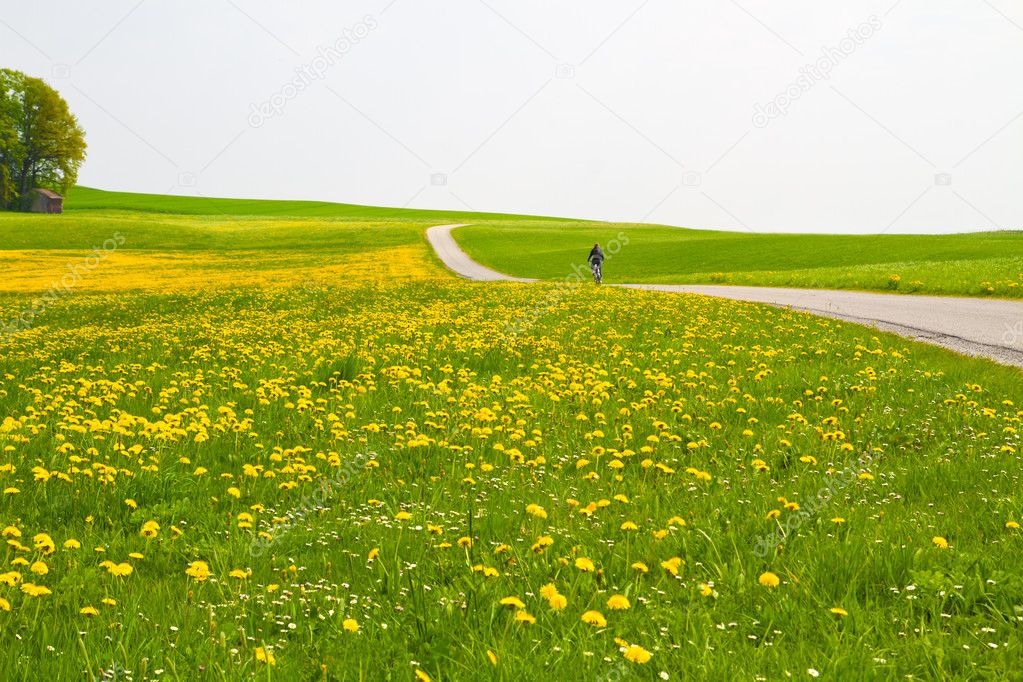 Spring meadow with cyclist and country road