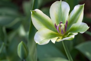 Lale (Tulipa) portre