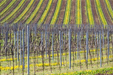 Vineyards in spring clipart