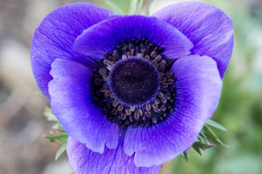 Haşhaş anemon (anemon Coronaria)