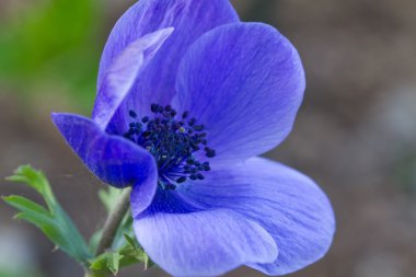 Haşhaş anemon (anemon Coronaria)