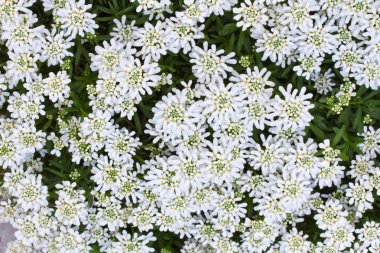 Beyaz Candytuft (iberis yaprak)