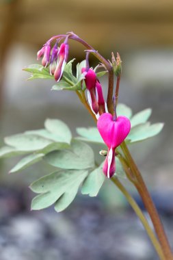 Kanayan kalp (Lamprocapnos spectabilis)