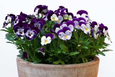 Viola cornuta (boynuzlu Menekşe)