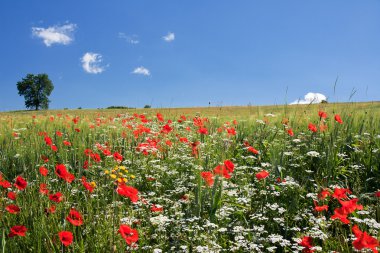 Poppy field in central Italy clipart