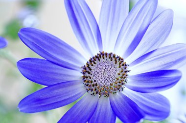 Senetti Pericallis