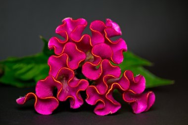 celosia argentea, portre