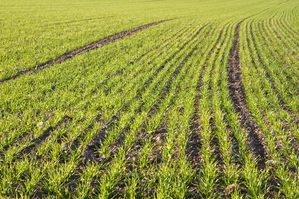 Terreno agrícola en Bavaria — Foto de Stock