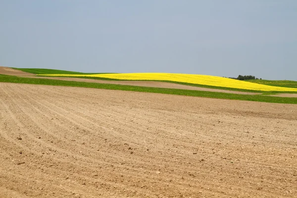 Kwitnący pole rzepaku w Bawarii (Brassica napus) — Zdjęcie stockowe