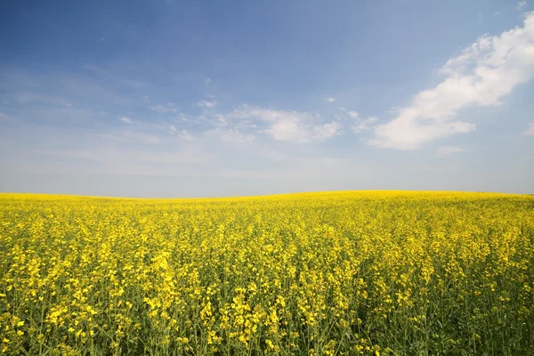 Blooming Rapeseed Field in Bavaria (Brassica napus) — Stock Photo, Image