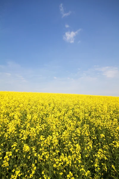 Kwitnący pole rzepaku w Bawarii (Brassica napus) — Zdjęcie stockowe