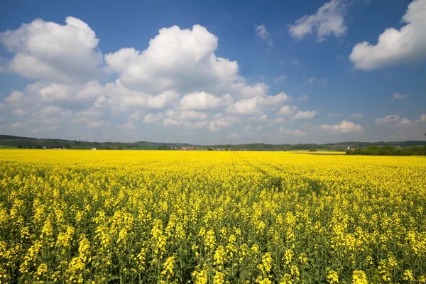 Kwitnący pole rzepaku w Bawarii (Brassica napus) — Zdjęcie stockowe