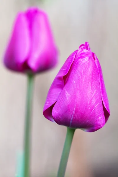 Tulipa (Tulipa) Fechar — Fotografia de Stock