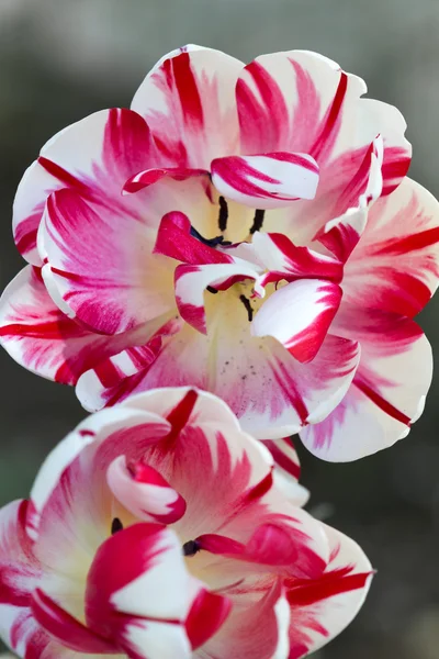 Tulipano (Tulipa) Primo piano — Foto Stock