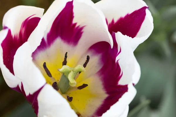 Tulpe (tulipa) Nahaufnahme — Stockfoto