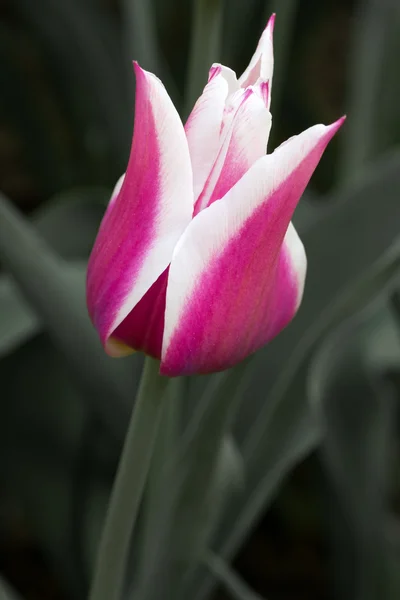 Vértes tulipán (Tulipa) — Stock Fotó