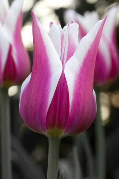 Vértes tulipán (Tulipa) — Stock Fotó