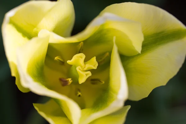 튤립 (Tulipa) 근접 촬영 — 스톡 사진