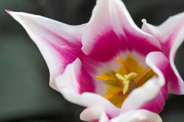 Tulip (Tulipa) Close-up — Stockfoto