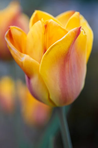 Tulpan (Tulipa) närbild — Stockfoto