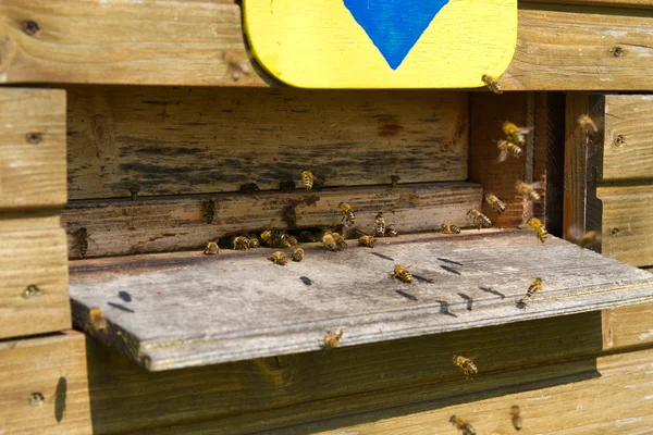 stock image Bees (apiformes) flying into a beehive