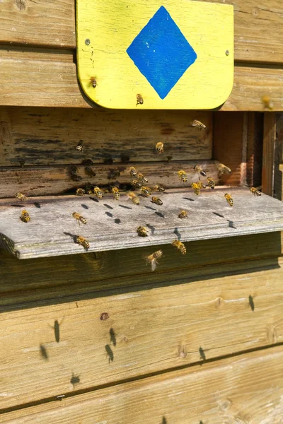 stock image Bees (apiformes) flying into a beehive