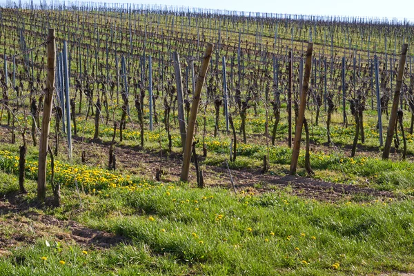 Vineyards in spring — Stock Photo, Image