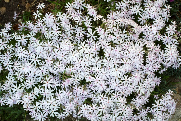 stock image White Phlox subulata