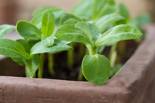 Sunflower sprouts (Helianthus) in a clay pot — Stock Photo, Image