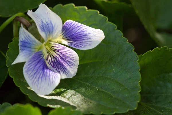Violet (Viola) in a garden — Stock Photo, Image