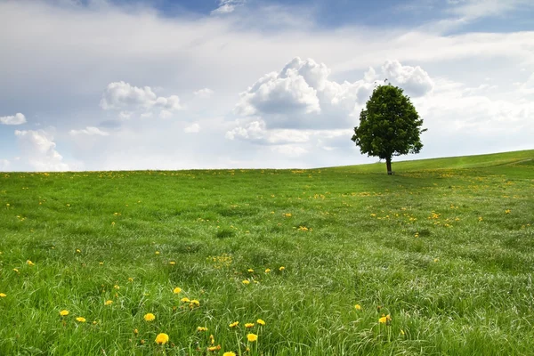 Un solo árbol en un prado de primavera — Foto de Stock