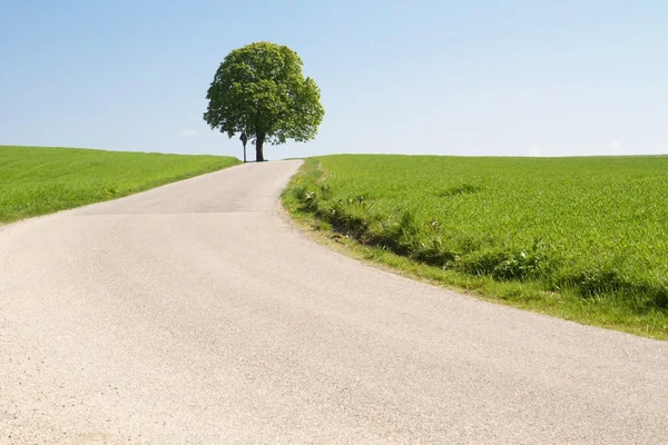 Kastanjeboom op een landweg in Beieren — Stockfoto