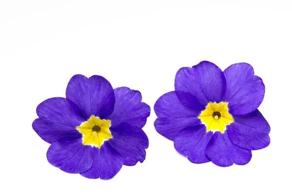 Pierwiosnek (Primula) — Zdjęcie stockowe