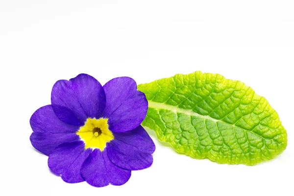 Primrose (Primula) — Stockfoto