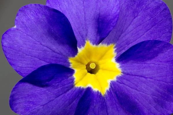 Çuha çiçeği (Primula) — Stok fotoğraf