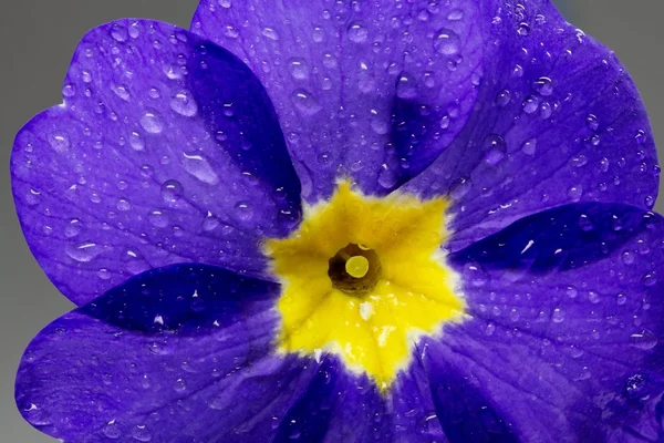 Pierwiosnek (Primula) — Zdjęcie stockowe
