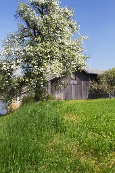 stock image Blooming apple tree in spring