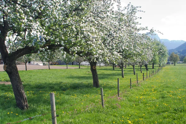 Blühender Apfelbaum im Frühling — Stockfoto