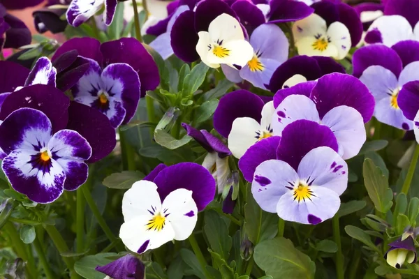 Viola cornuta (violeta com chifres ) — Fotografia de Stock