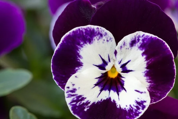 Viola cornuta (rohatý fialová) — Stock fotografie