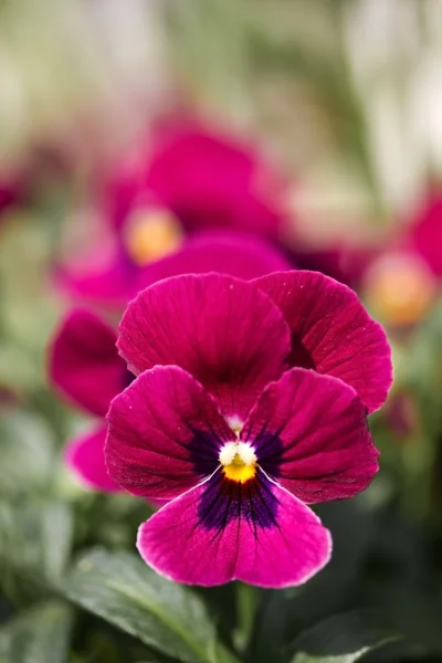 Viola cornuta (Hornviolett)) — Stockfoto