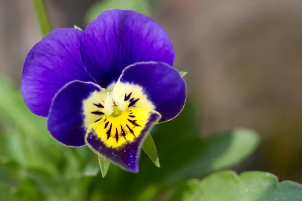 Viola cornuta (fiołek rogaty) — Zdjęcie stockowe