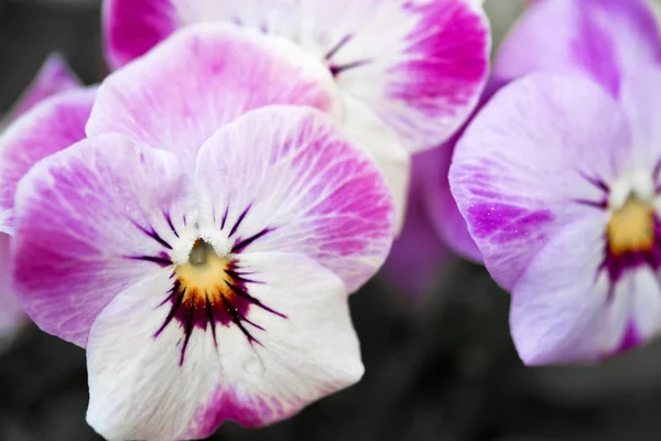 Viola cornuta (szarvas Ibolya) — Stock Fotó
