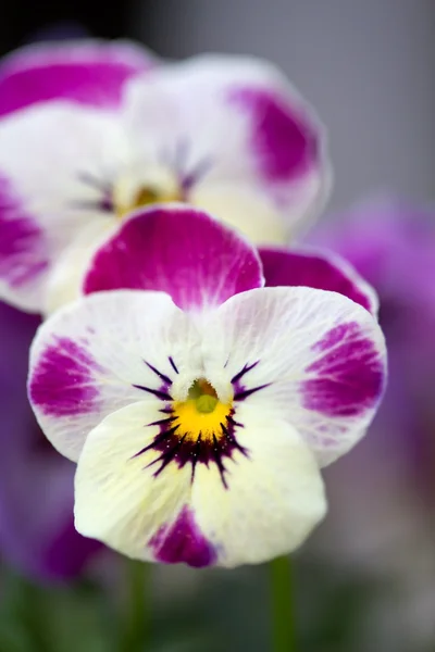 Viola cornuta (violeta con cuernos) ) —  Fotos de Stock